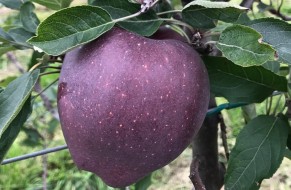 King® Roat Red Delicious