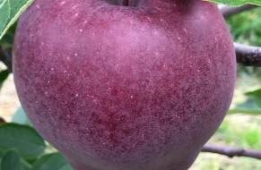 King® Roat Red Delicious