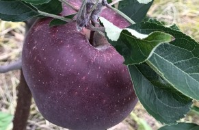 King® Roat Red Delicious