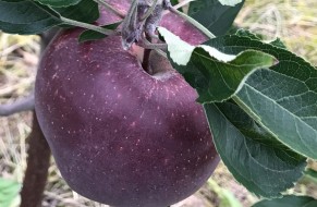 King® Roat Red Delicious