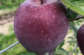 King® Roat Red Delicious