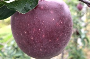 King® Roat Red Delicious