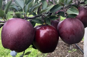 King® Roat Red Delicious