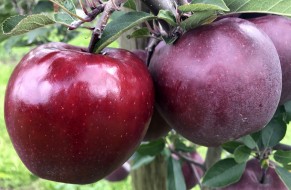 King® Roat Red Delicious