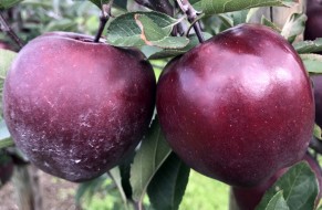 King® Roat Red Delicious