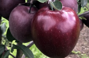 King® Roat Red Delicious