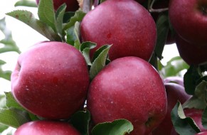 Wilton's® Star - Red Jonaprince Select
