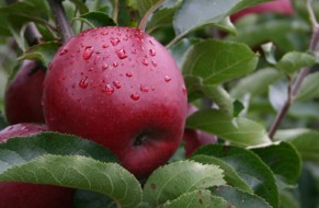 Wilton's® Star - Red Jonaprince Select