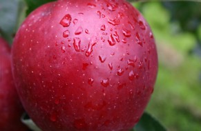 Wilton's® Star - Red Jonaprince Select