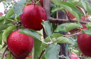 Wilton's® Star - Red Jonaprince Select