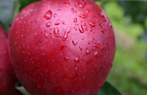 Wilton's® Star - Red Jonaprince Select