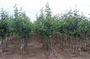Fruit trees nursery