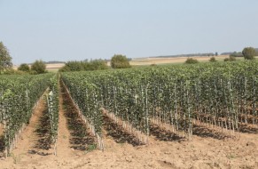 Fruit trees nursery