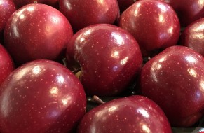 GALA SCHNIGA® SCHNICO RED(S)