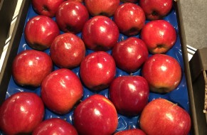 LIGOL® RED