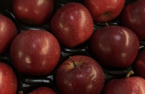 GALA SCHNIGA® SCHNICO RED(S)