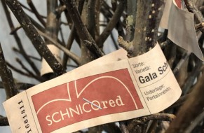 Drzewka odmiany GALA SCHNIGA® SCHNICO RED(S)