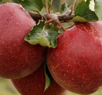 Muna - ocena odmiany i plonowanie w 2019 roku