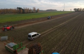 Wykopywanie drzewek