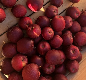 Gala Schniga SchniCo red(s) - 2019 - w opinii sadownika